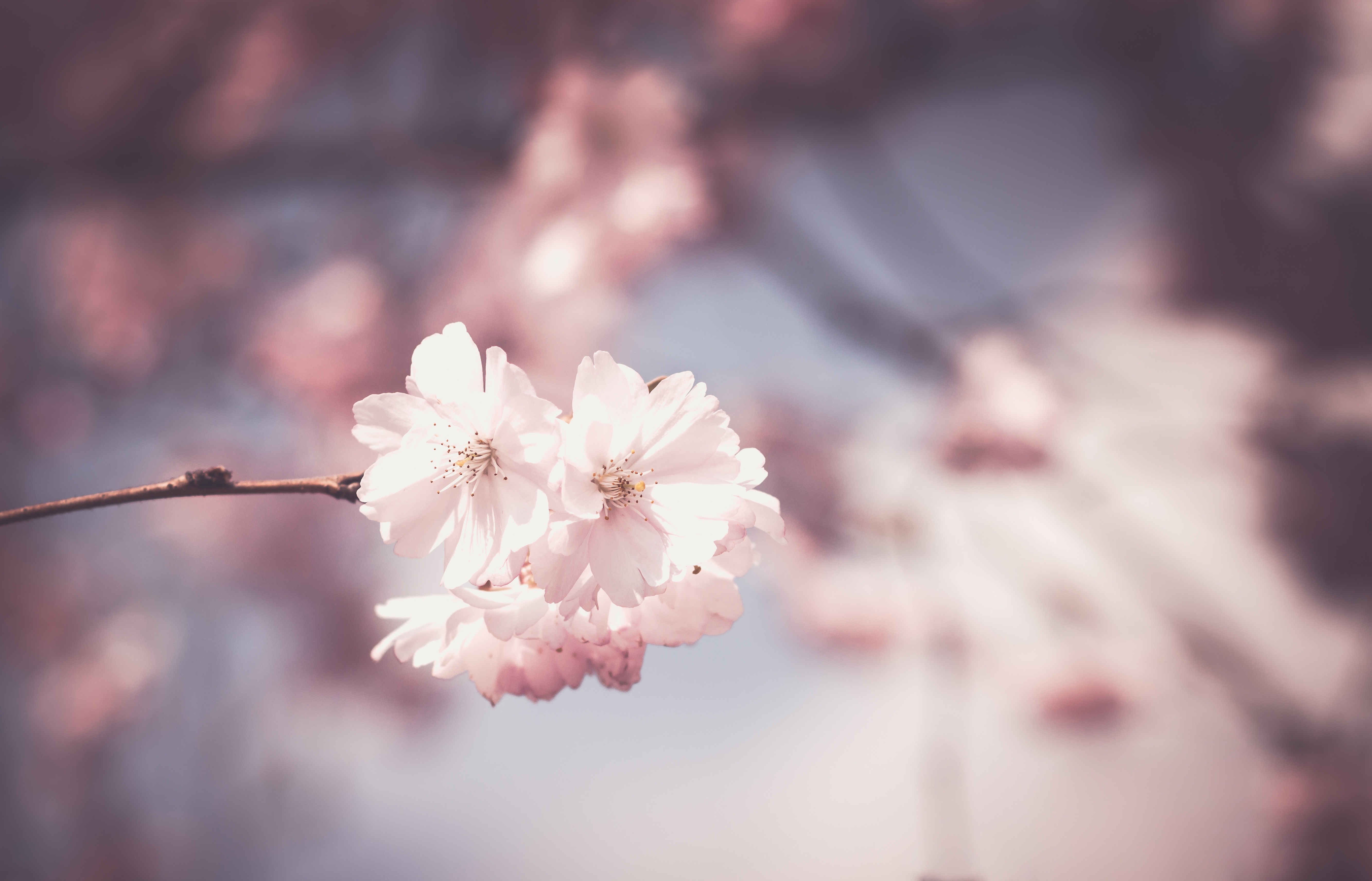 bloeiende prunus